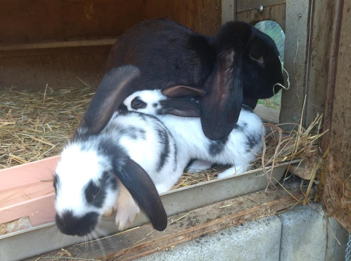 Schwarze Widder Kaninchen Zippe zu verkaufen