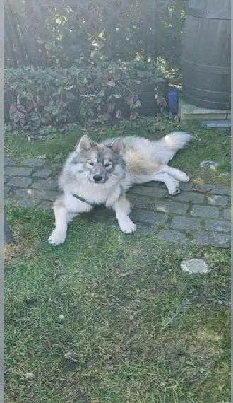Husky Junghund braucht ein neues Zuhause