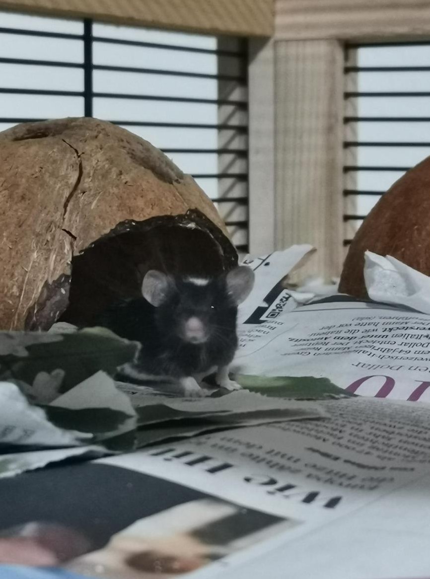 Junge Farbmäuse zu verkaufen