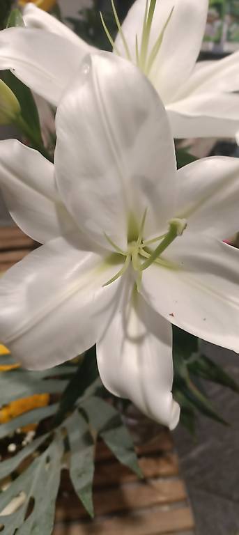 Massage für ältere Menschen