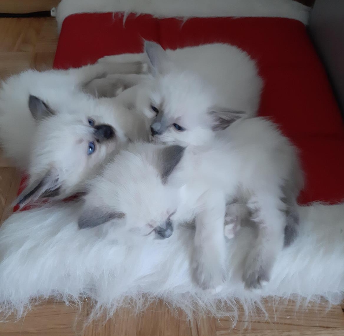 Reinrassige Heilige Birma Kitten Seal- und Blue Point