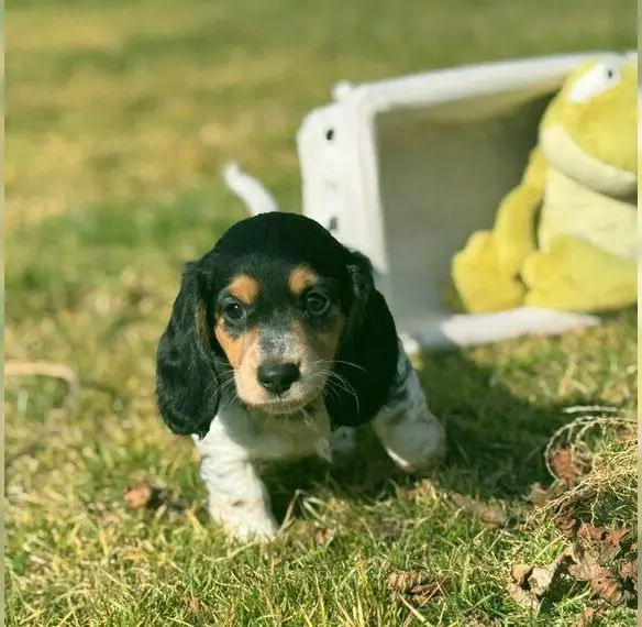 Amerikanische Zwergdackel mit Ahnentafel