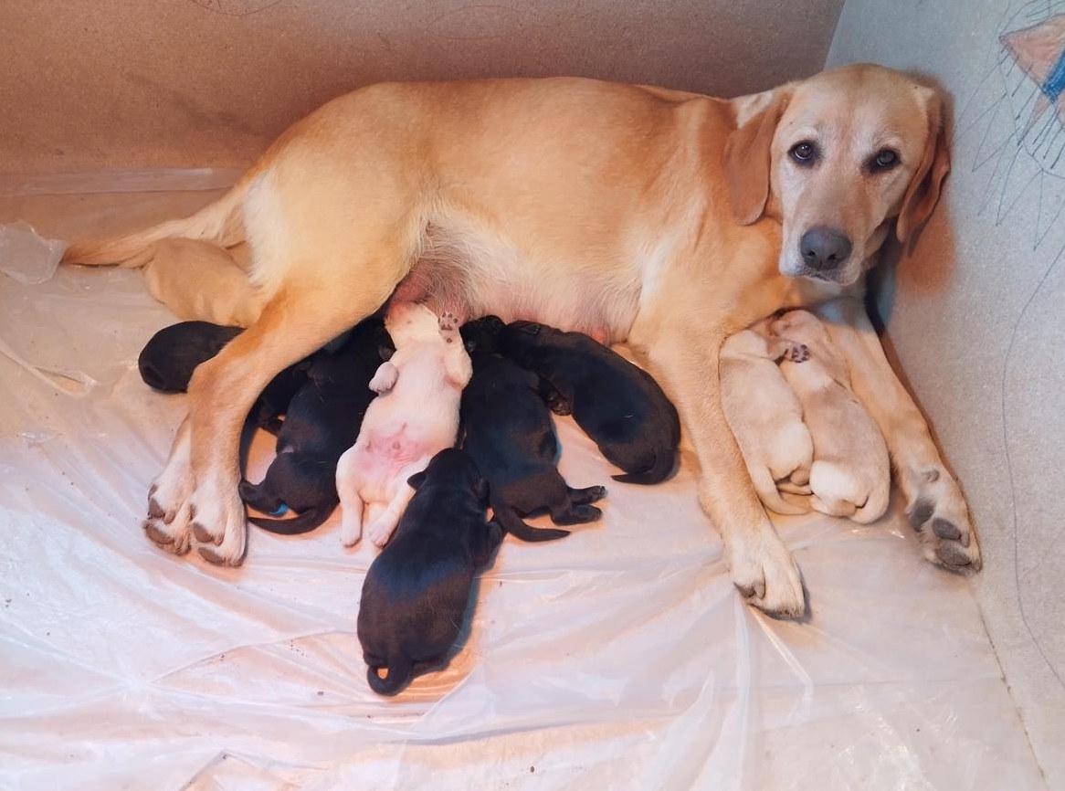 Labrador Welpen in beige (gelb) und schwarz