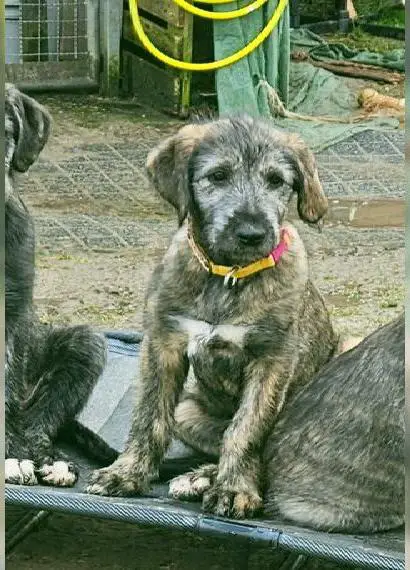 Irish Wolfhound Welpen/ Irischer Wolfshund Welpe