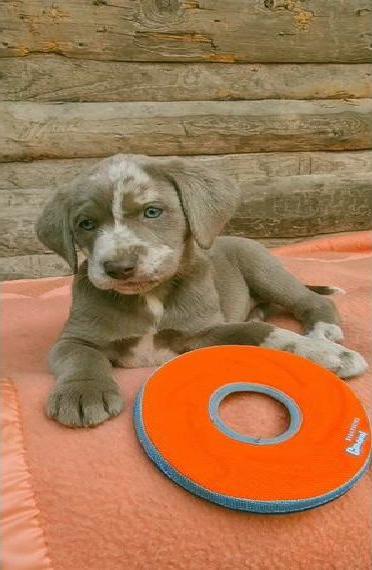 Labrador Welpen, Showlinie, aus liebevoller, erfahrener Zucht