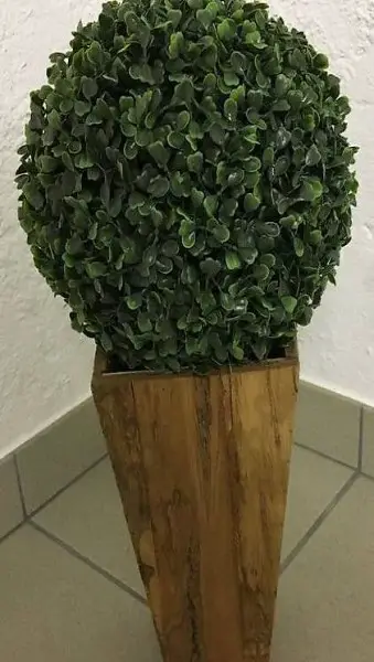 Holz Topf mit Buchs Kugel ...