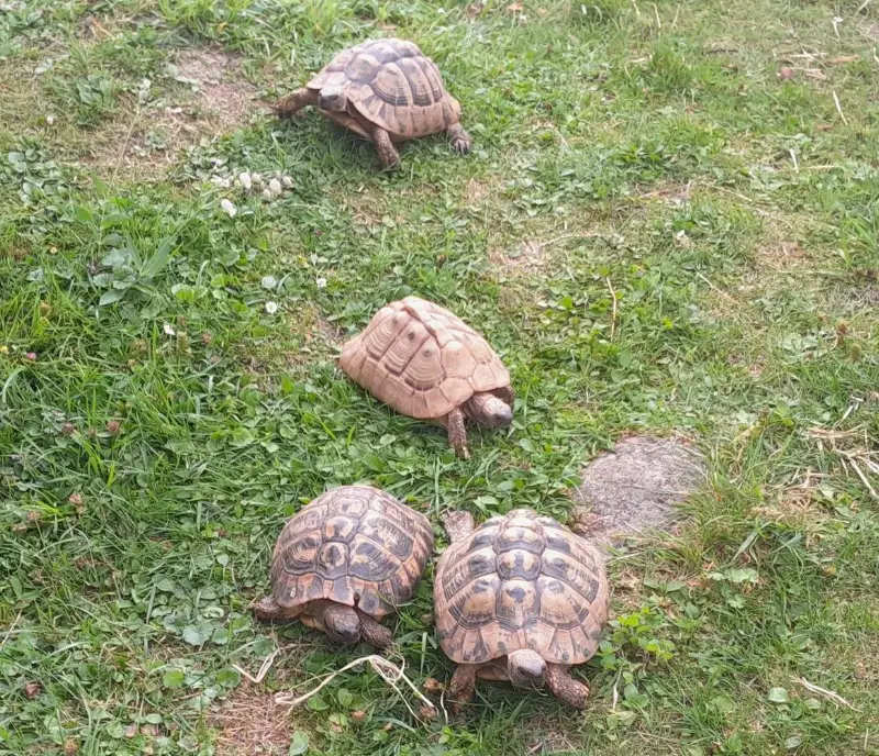 Griechische Landschildkröten abzugeben