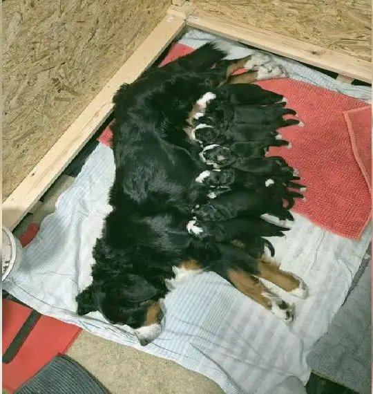 Berner Sennenwelpen zu verkaufen