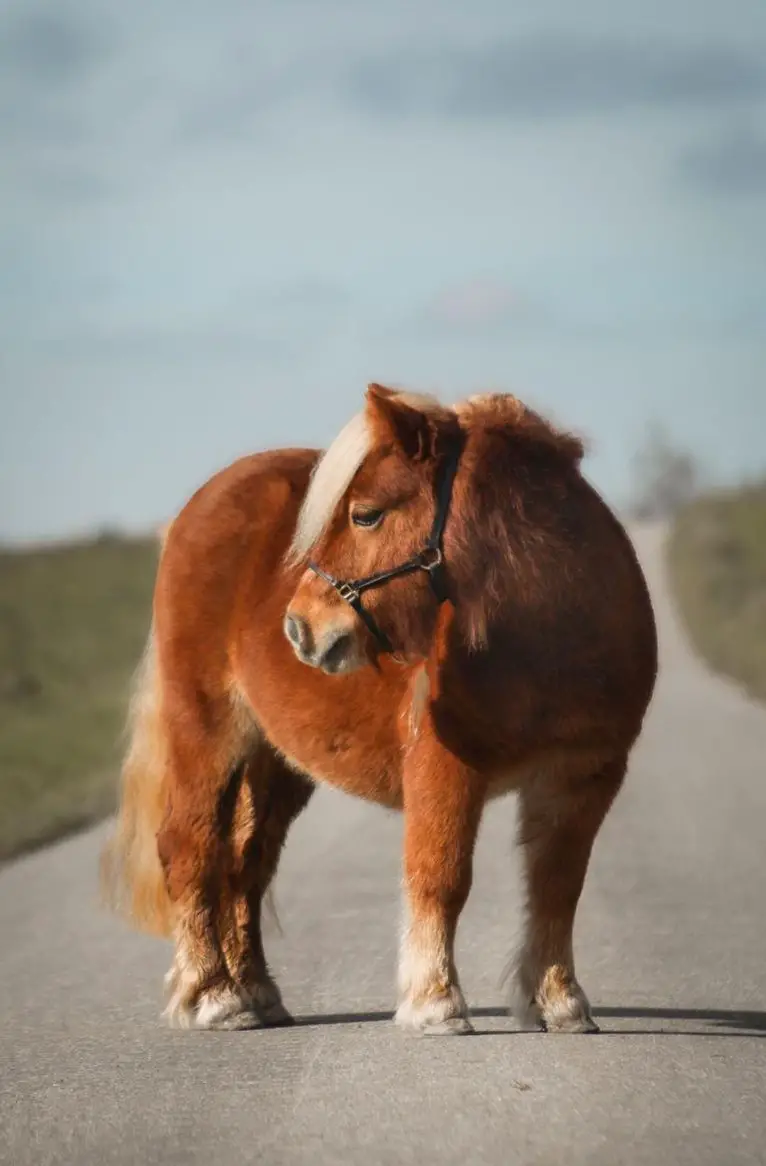 Minishetty Stute Minou sucht ein 5* Zuhause