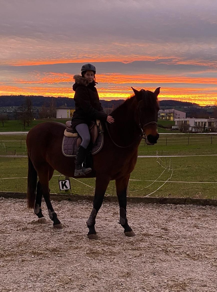 Pferd gesucht für Junioren Reitverein Uster