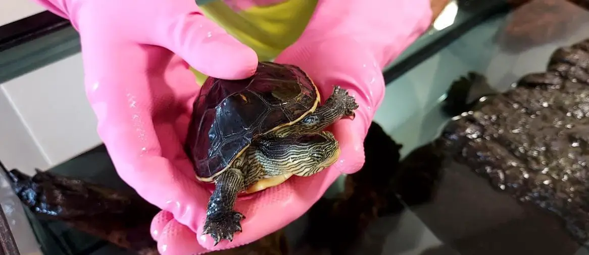 3 Wasserschildkröten: 1x Mauremys Sinensis, 2x Mauremys Reevesii