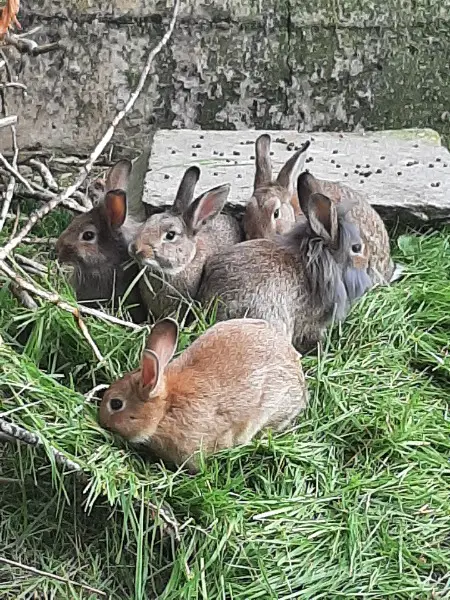 3 Zwerghäsli Weibchen suchen ein Zuhause