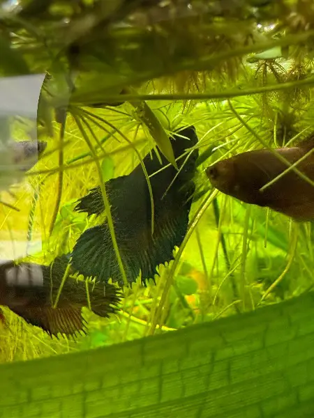 Junge (r) Kampffisch (e) , Betta splendens