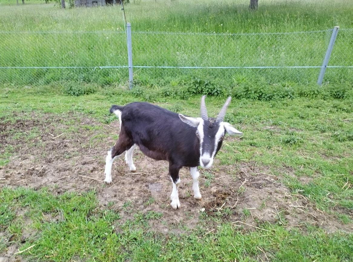 Bündner Strahlenziegen Bock mit Hörner zu verkaufen