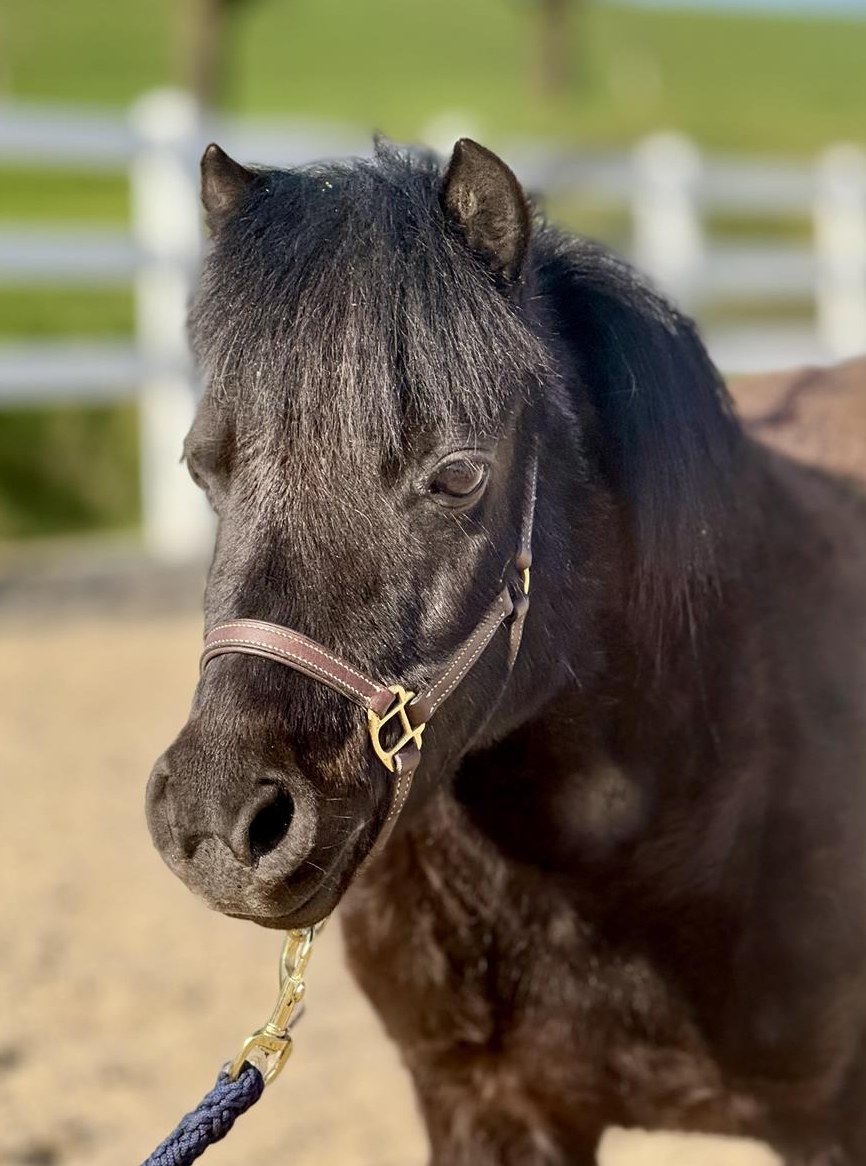 Diverse Mini- & Shetlandponys, maximales Stockmass von 87 cm