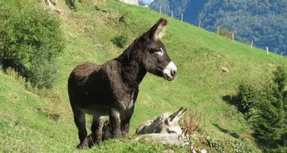 Junge Esel Andalusien, sehr lieb