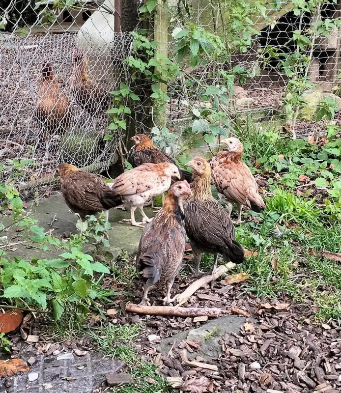 Baum- & Buschhühner Küken, 2 Monate alt zu verkaufen