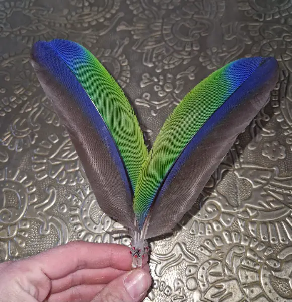 2 Edelpapagei Federn