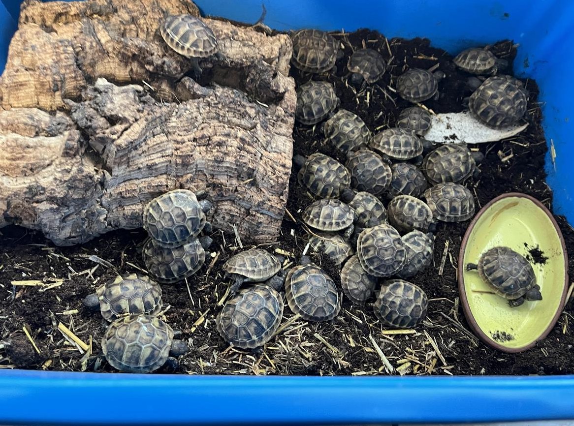Griechische Landschildkröten THB Nachzucht