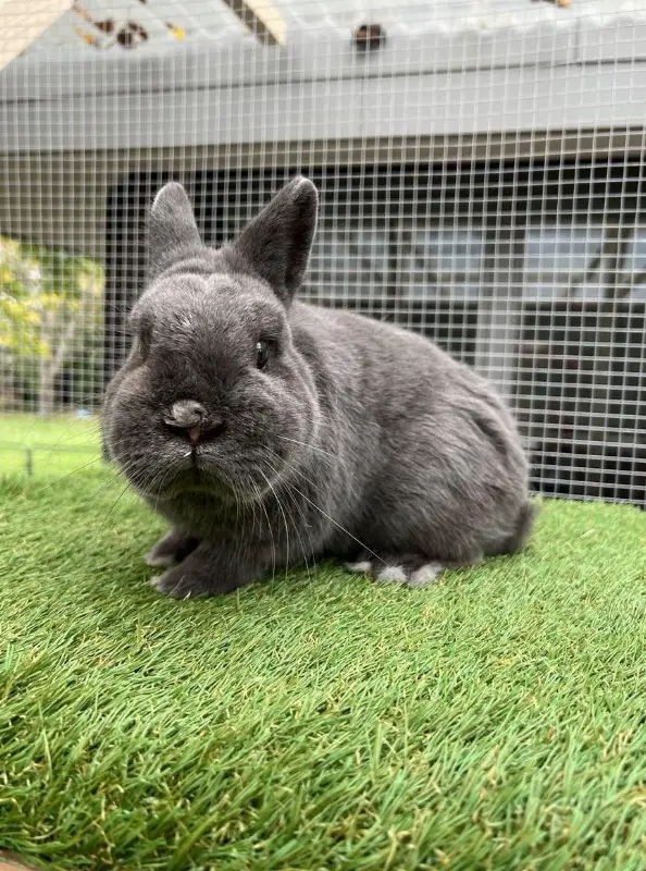 Farbenzwerg Zwergkaninchen Rammler in blau