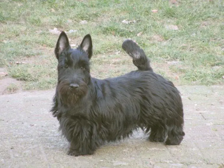 Scottish Terrier Hündin, schwarz, 7 Monate alt direkt vom Züchter abzugeben