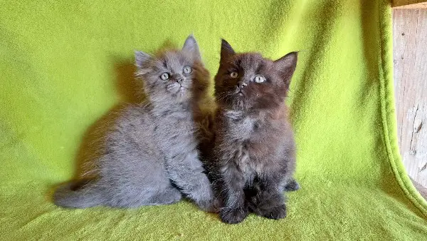 Maine coon/Neva Masquarade Mix Kitten