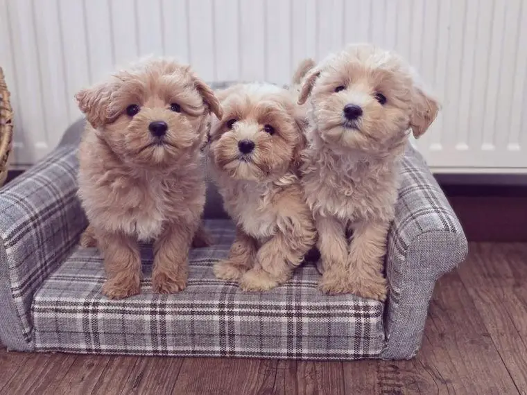 Maltipoo / Cavapoo / Cockapoo Wepen