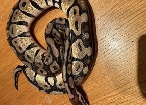 Schöne Pastell-Königspython zu verkaufen