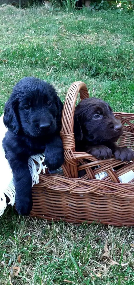 Flat Coated Retriever Welpen