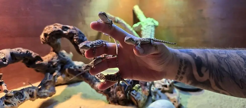 Junge Pogona Vitticeps (Bartagamen) - Handaufzucht