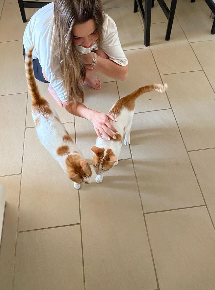 Katzen Paar Hanna und Mäx vom Tierschutz