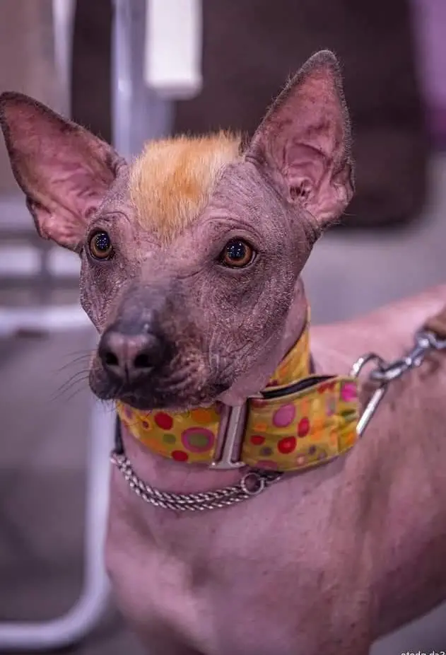 Rüde Wayki - ein ehemaliger Strassenhund aus Peru