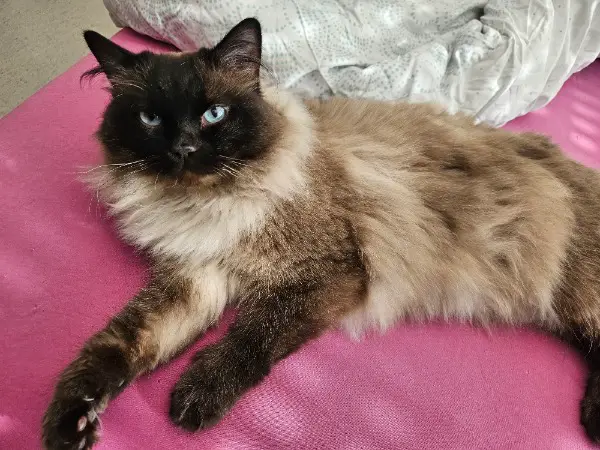 Deckkater Miro Heilige Birma / Siam