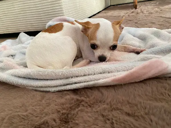 Süsses Chihuahua Weibchen (3 Jahre alt) sucht eine neue Familie