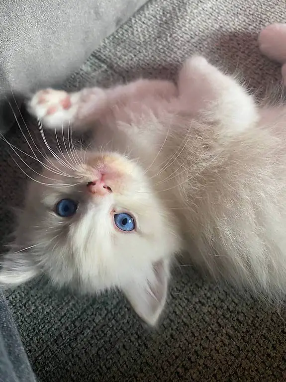 Reinrassige Ragdoll Kitten
