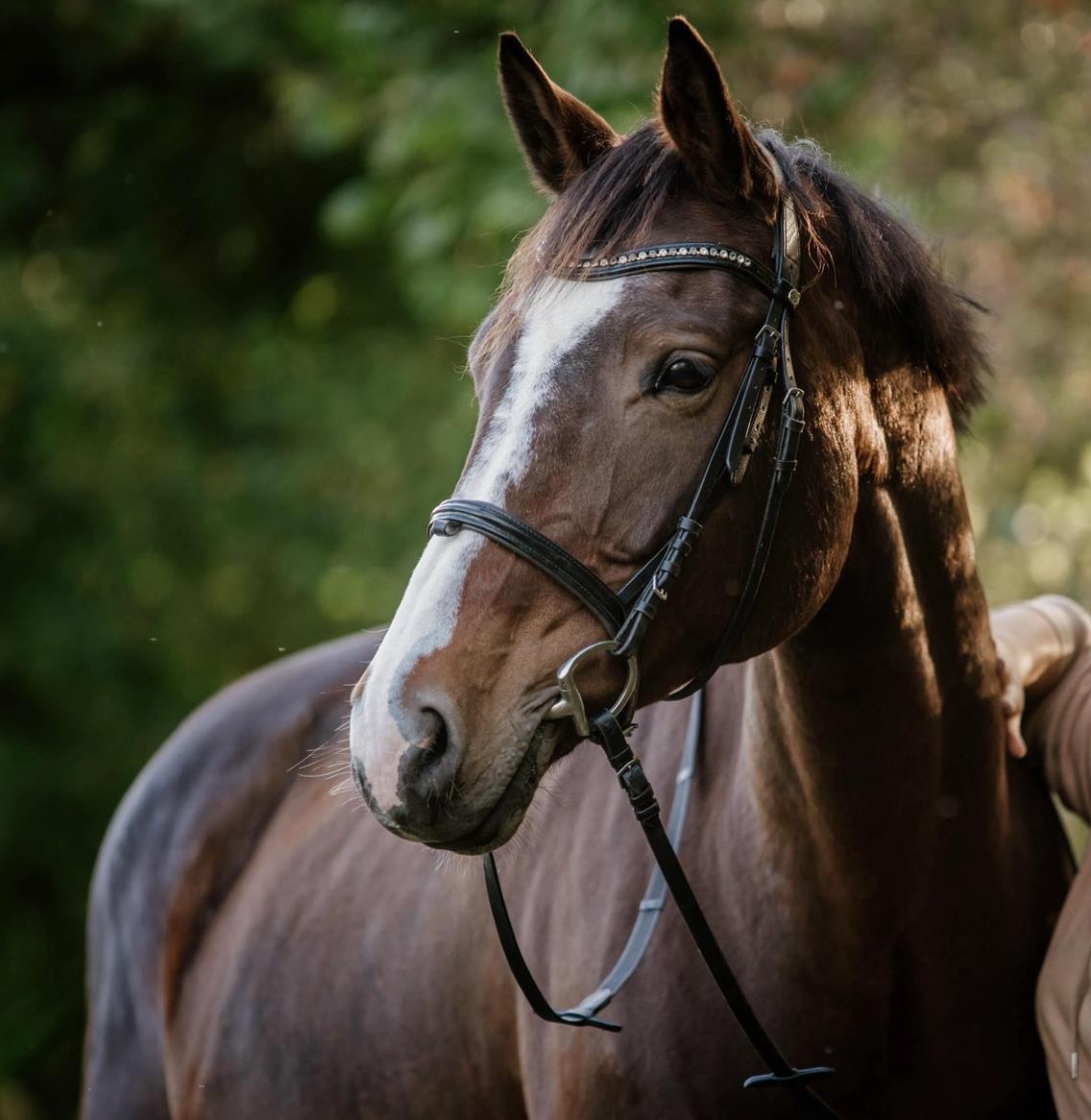 Reitbeteiligung auf sportlicher Stute zu vergeben, Ohmstal LU