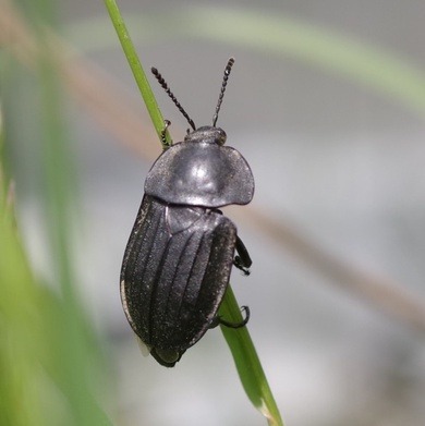 Achatschnecken abzugeben?