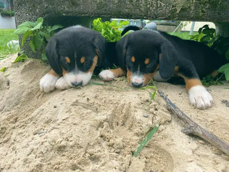Entlebucher Sennenhund Welpen