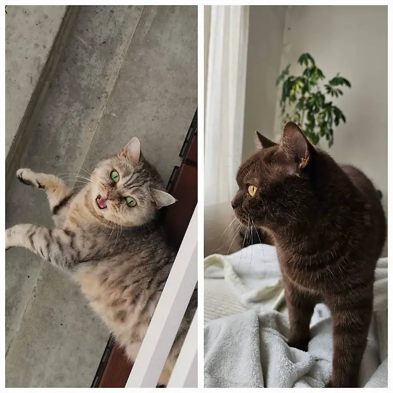2 Wohnungskatzen suchen ein neues Zuhause
