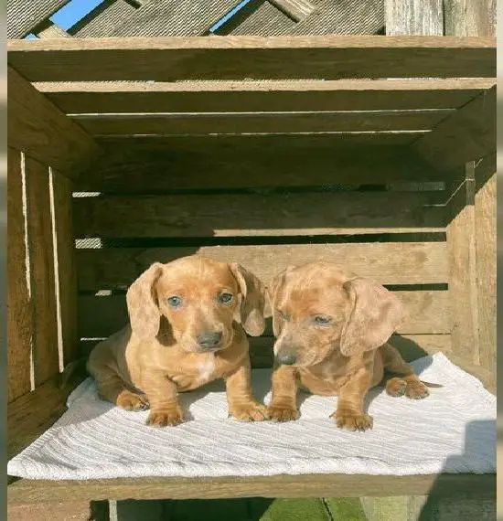 Wunder schöne Zwerg Dackel Welpen suchen absofort