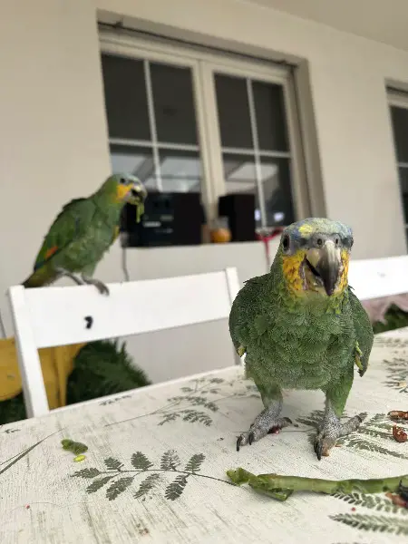 Venezuela Amazonen zahm