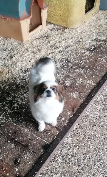 Tibet Spaniel - Pechinesen Mischlings Dame im Canile Lager