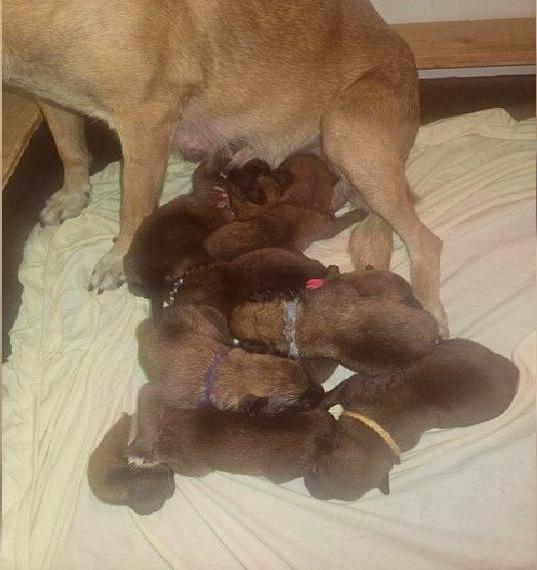 Malinois Welpen aus FCI/VDH/DMC Leistungszucht