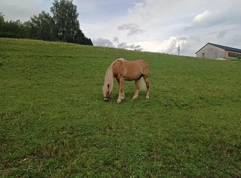 Suche Stelle als Pferdepfleger