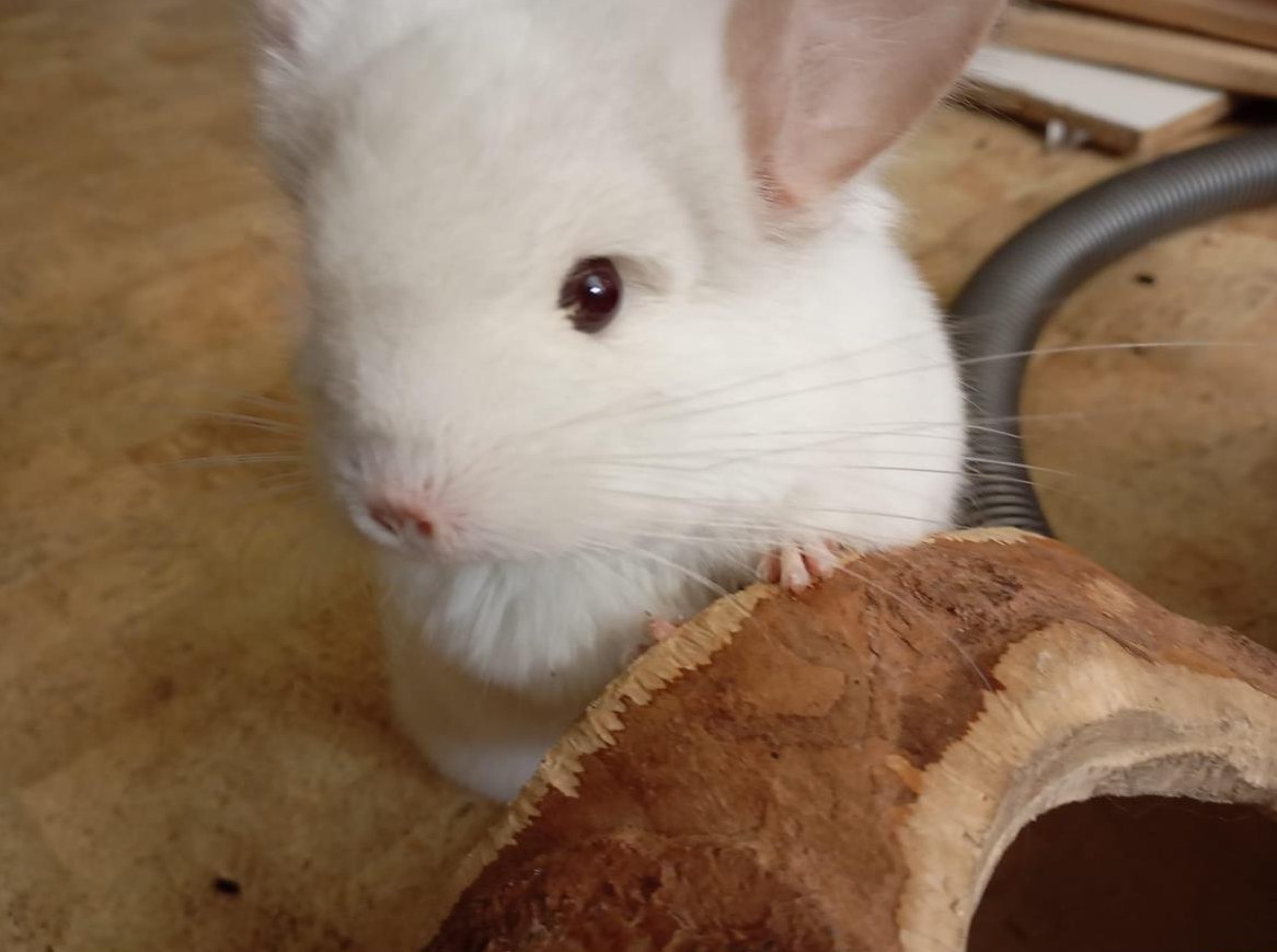 Angora Chinchilla Männchen