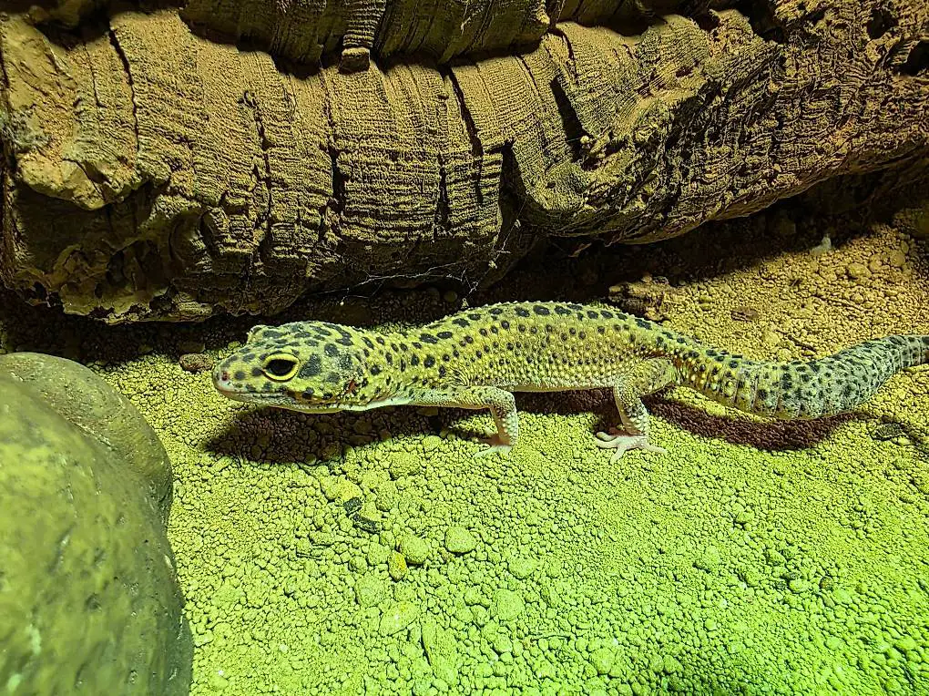 Leopardgecko Weiblich