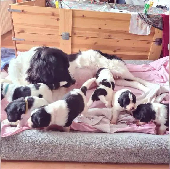 1 Landseer Welpe (weiblich) aus VDH Zucht abzugeben