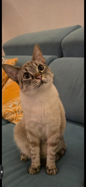 Zwei liebevolle Siamesen-Mix-Geschwister (weiblich)