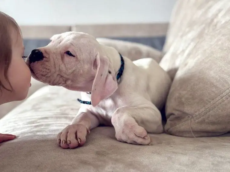 NEUE Welpen sind da.. die reinrassigen Dogo Argentinos mit Ahnenpass