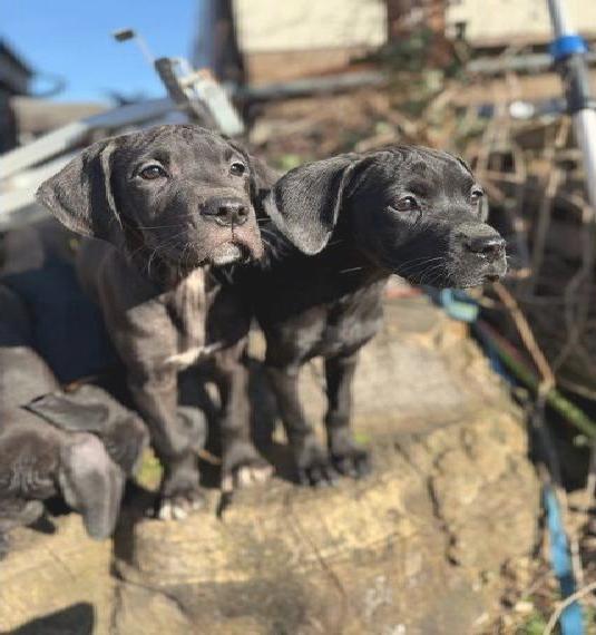 Dogge Welpen suchen ihr Zuhause